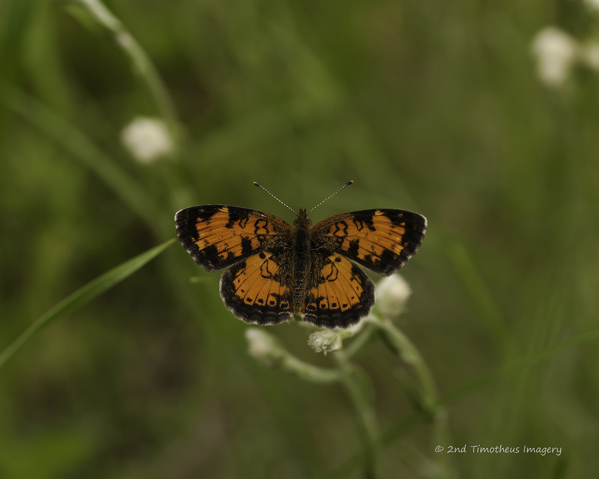 Orange and black butterfly resting on small white wildflowers
