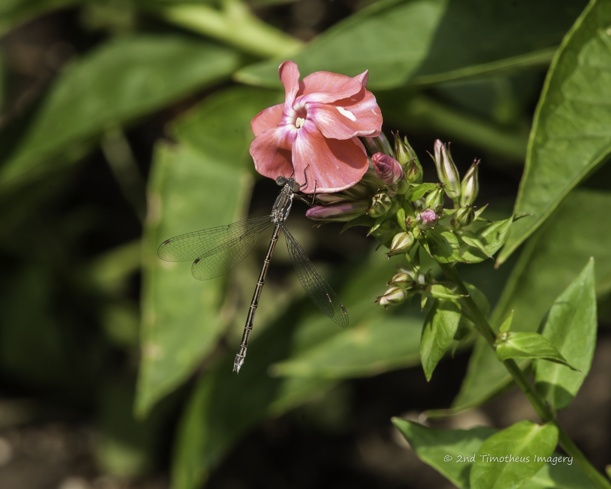 Damselfly resting on a pink phlox flower