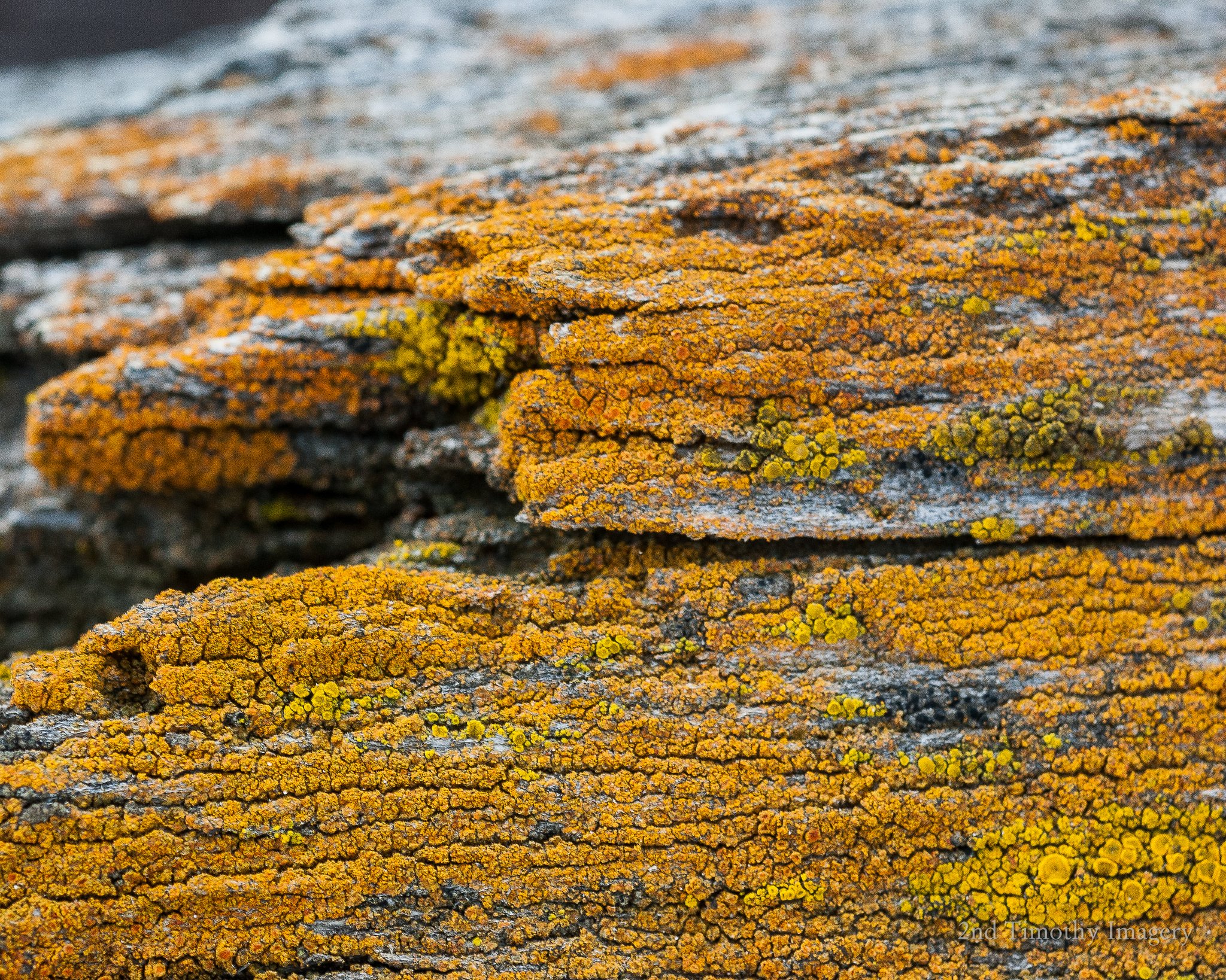 Orange and yellow lichen on an old weathered board