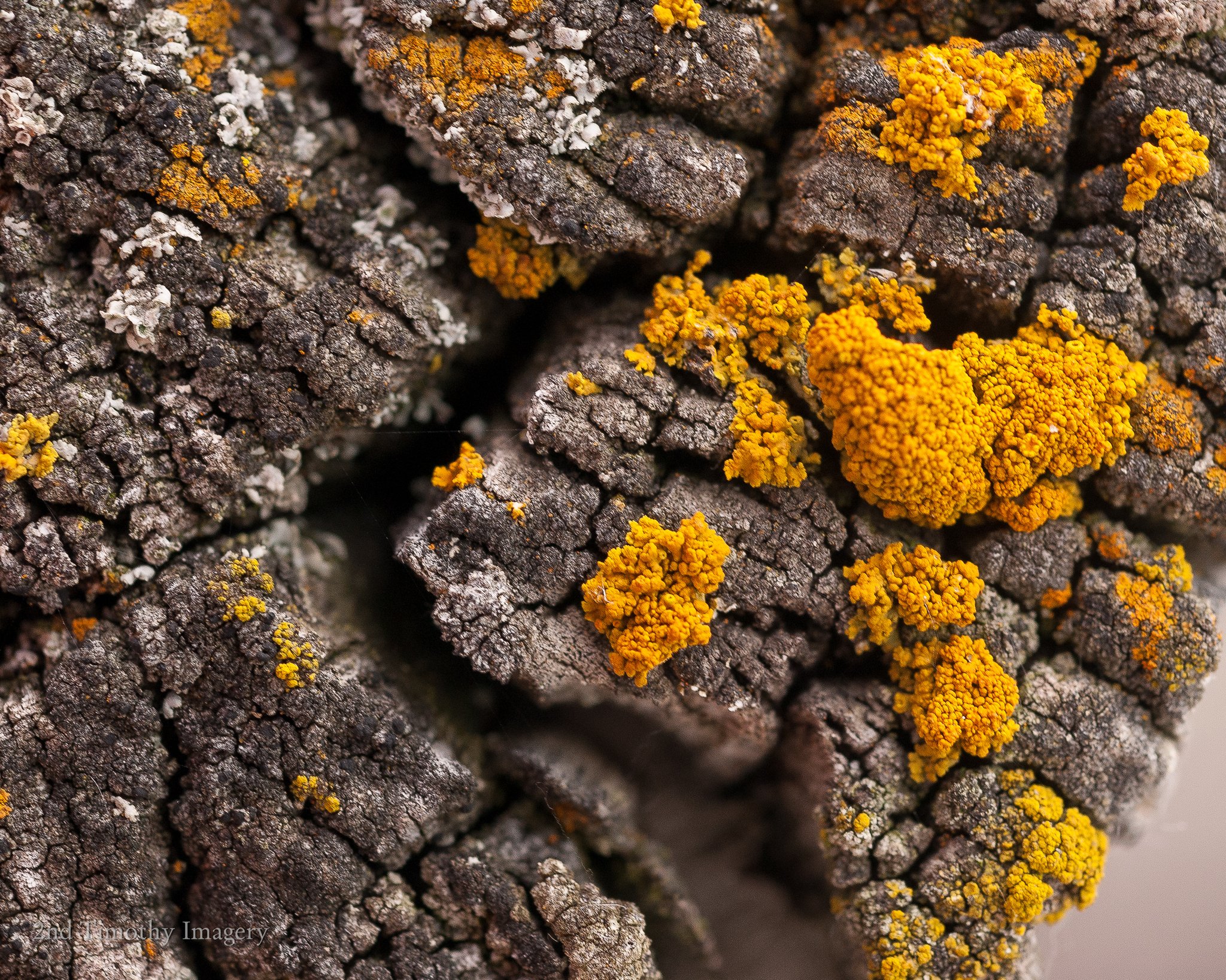 Orange lichen on the cracked top of a wooden post