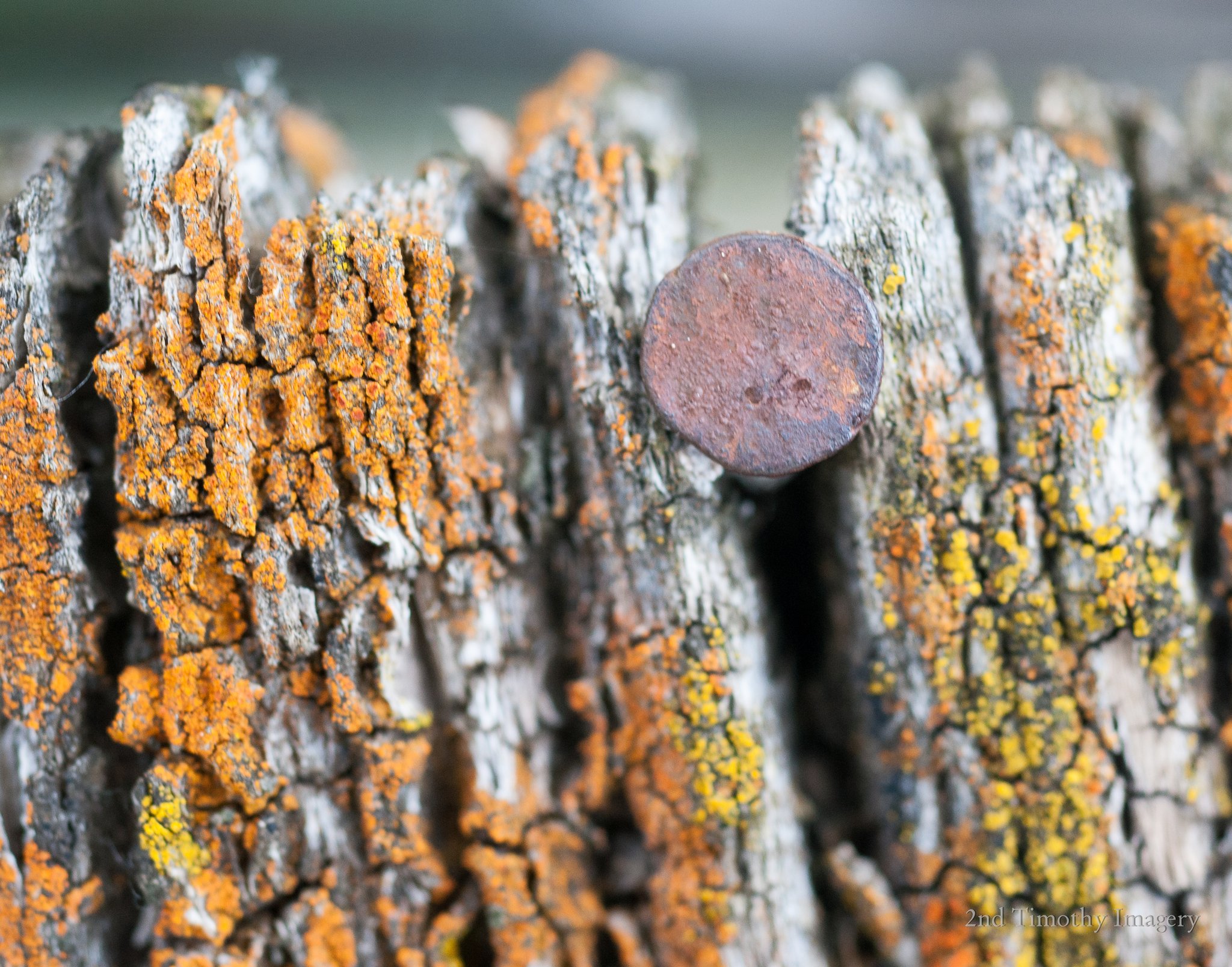 Rusty nail head in weathered wood covered with orange lichen