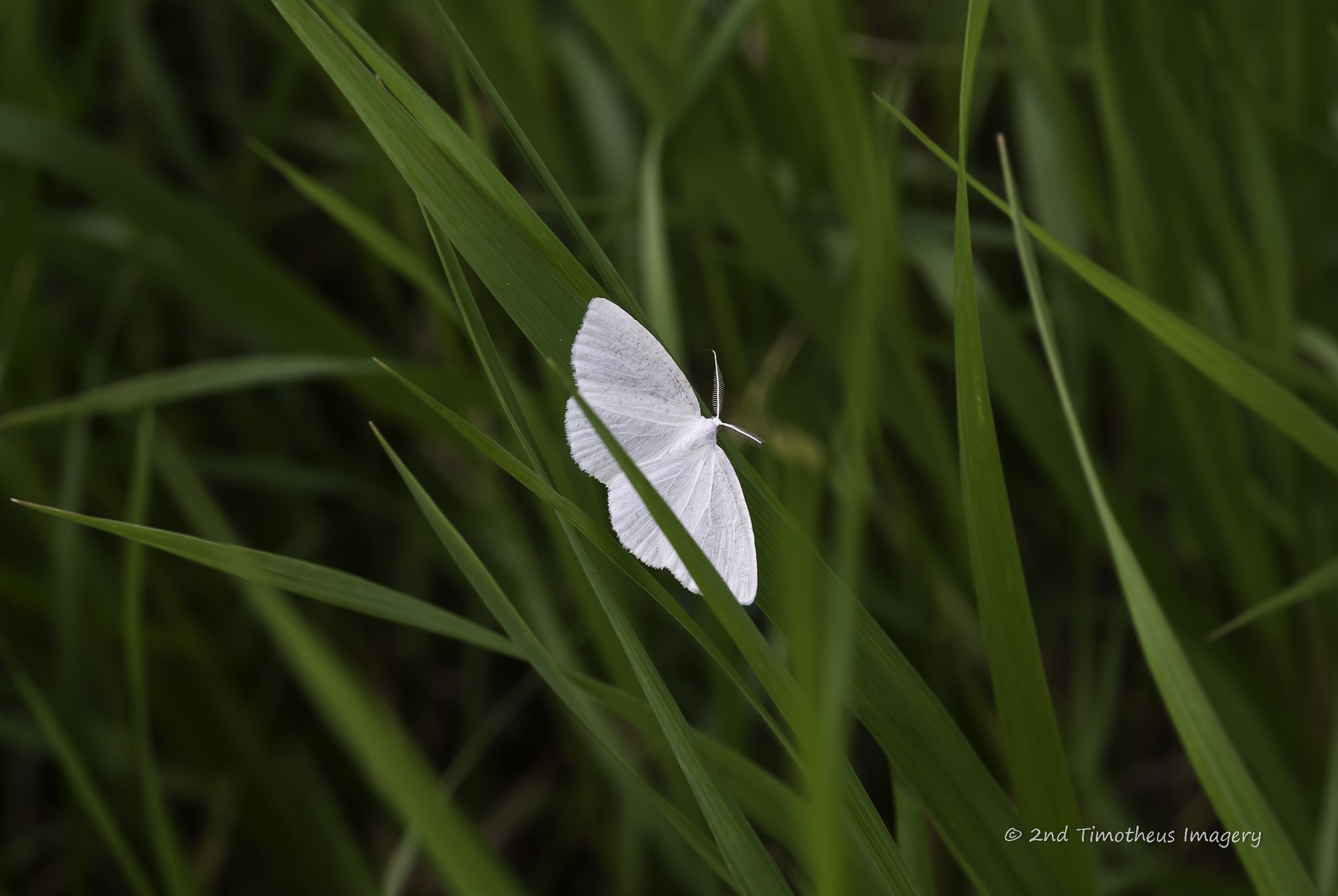 White moth resting on tall green grass